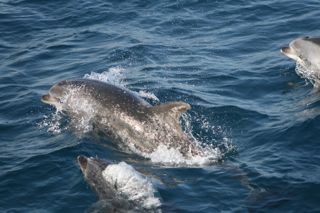 Bottlenose dolphins stick close to each other
