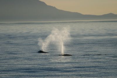 Two gray whale blows