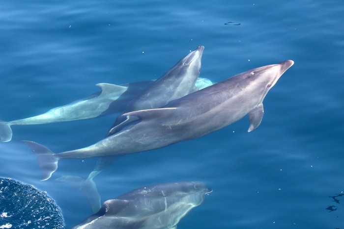 Bottlenose dolphins at the surface