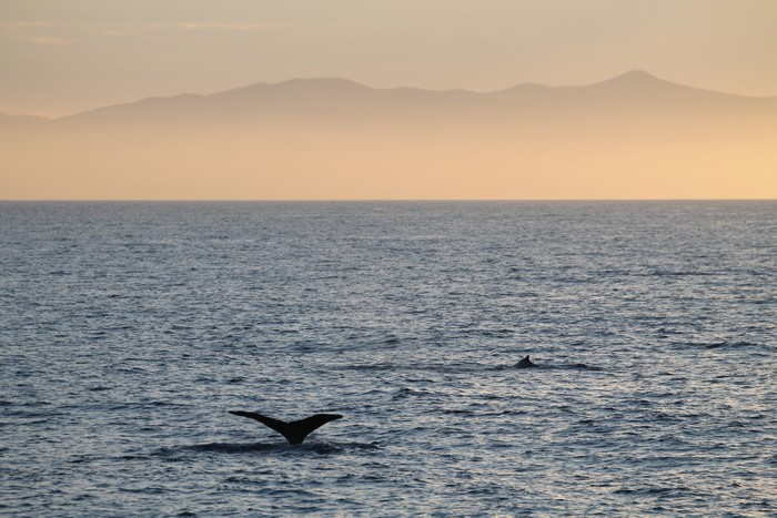 Humpback whale fluke with Catalina Island in the background