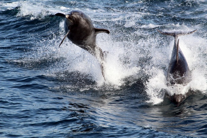 Bottlenose dolphins porpoising