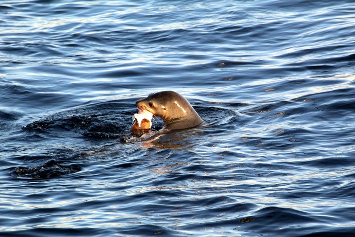 Sea lion feeding at the surface