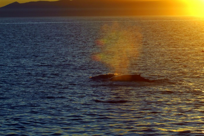 Humpback whale during sunset