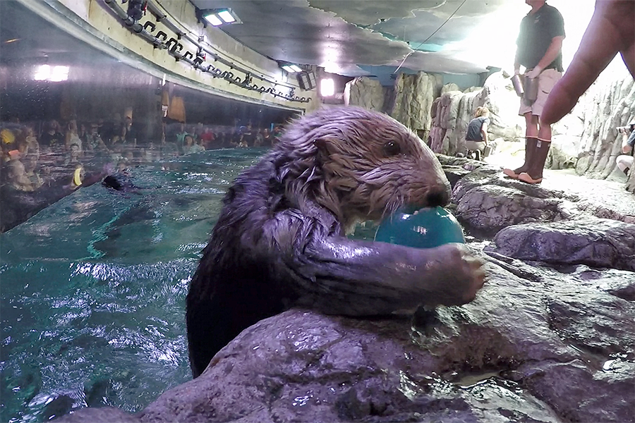 Sea Otter Maggie with enrichment toy