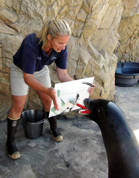 Milo the sea lion brushes a canvas held by senior mammalogist Carolyn