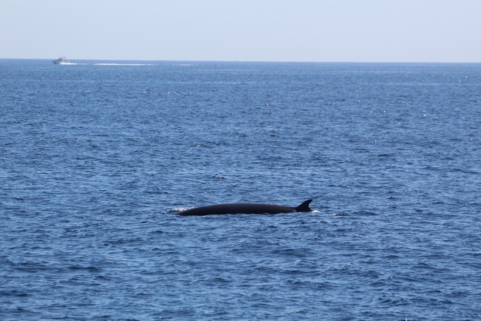 Minke whale dorsal fin at distance