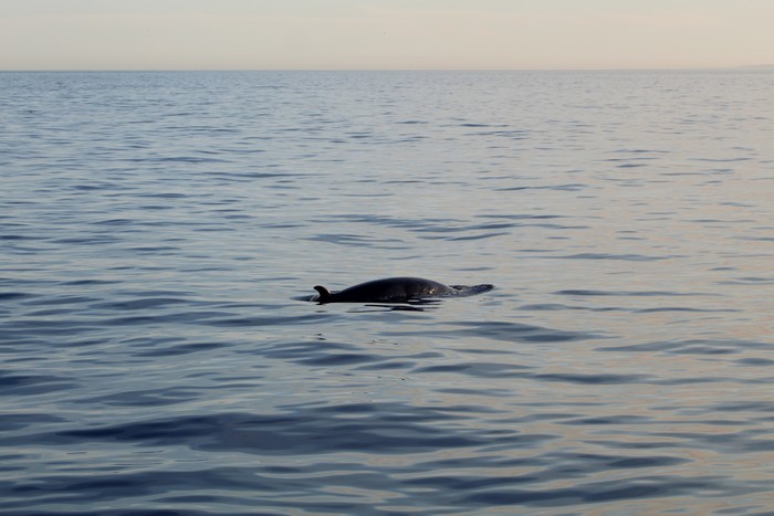 Minke whale dorsal fin at surface