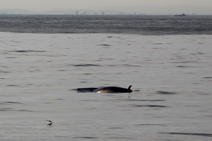 Minke whale with Long Beach in background