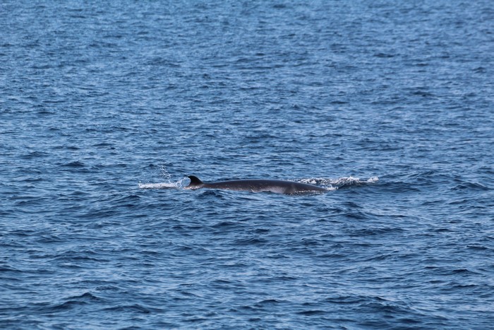 Minke whale dorsal fin