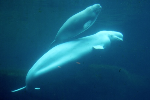Mom and baby beluga