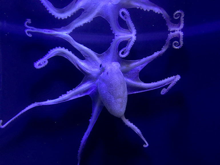 North Pacific Bigeye Octopus