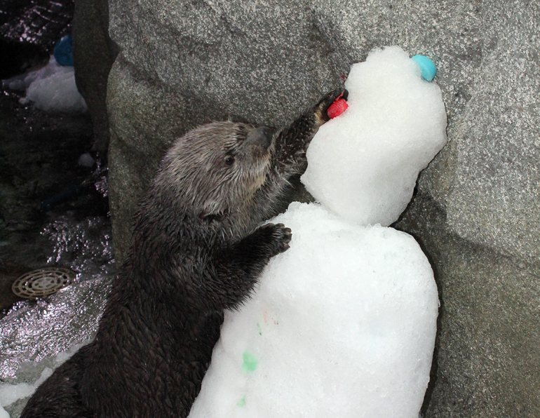 Ollie the otter inspecting a snowman