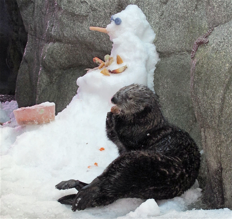 Otter next to a snowman eating