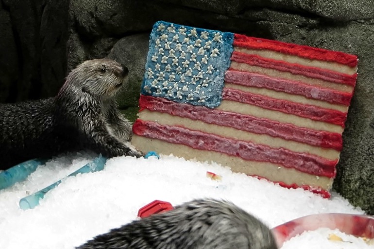 Ollie the sea otter next to the US flag made of frozen seafood