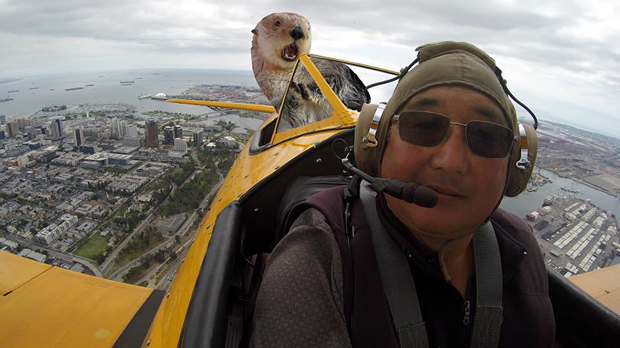Ollie the sea otter takes flight-A Photoshop moment