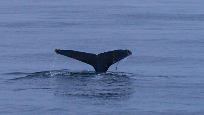 Humpback whale fluke with algae hanging off