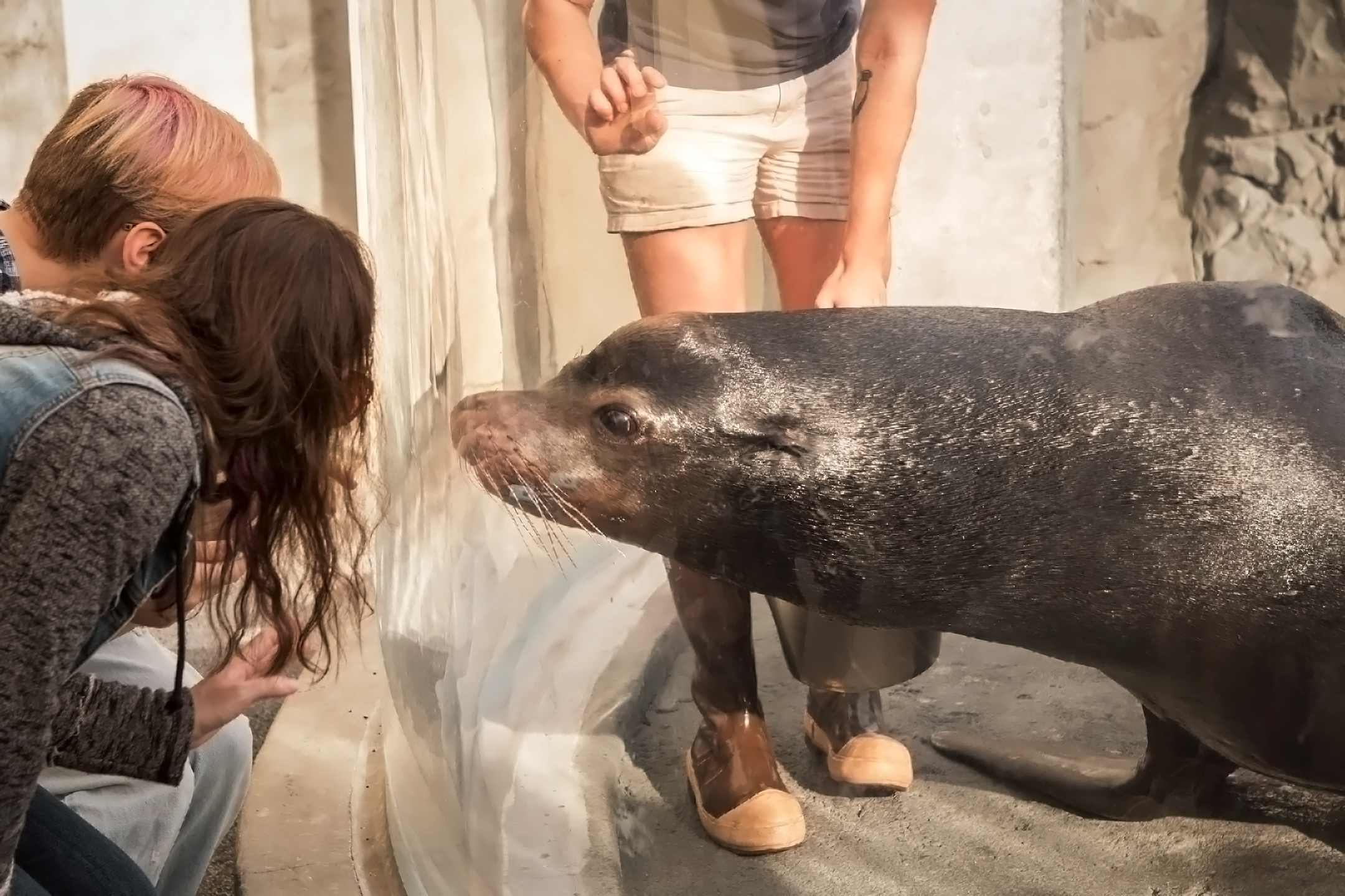 Sea lion inspecting people near exhibit