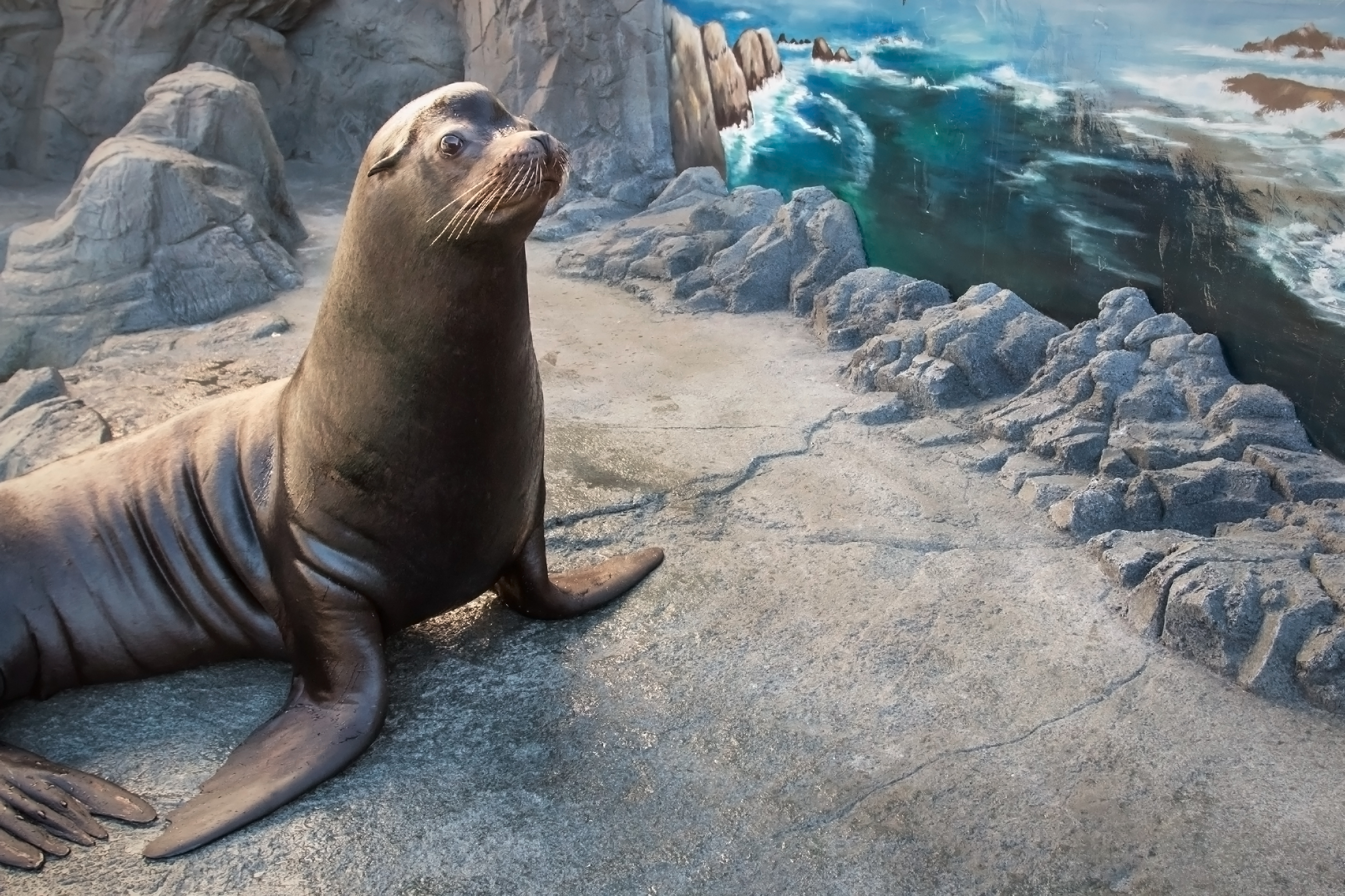 Sea lion stating in exhibit