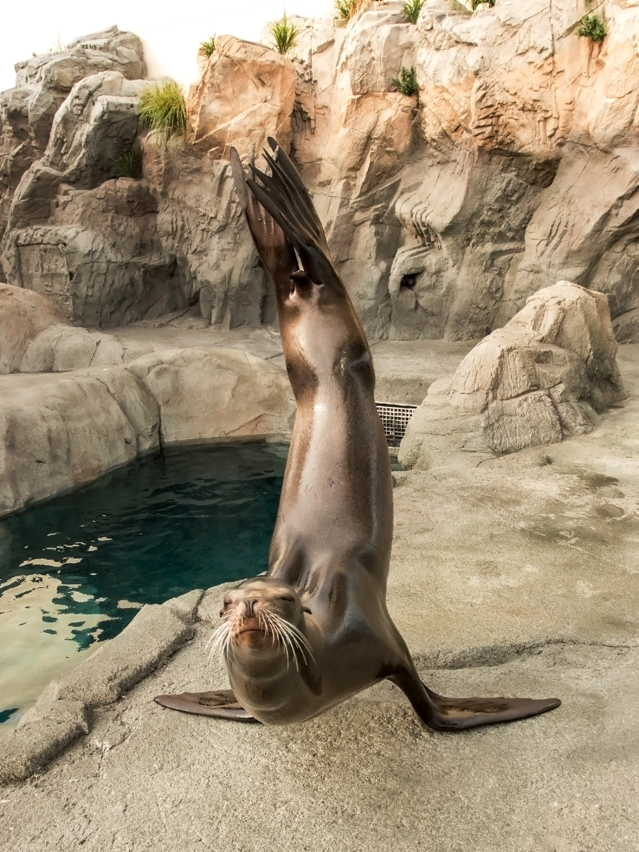 Sea lion doing a handstand