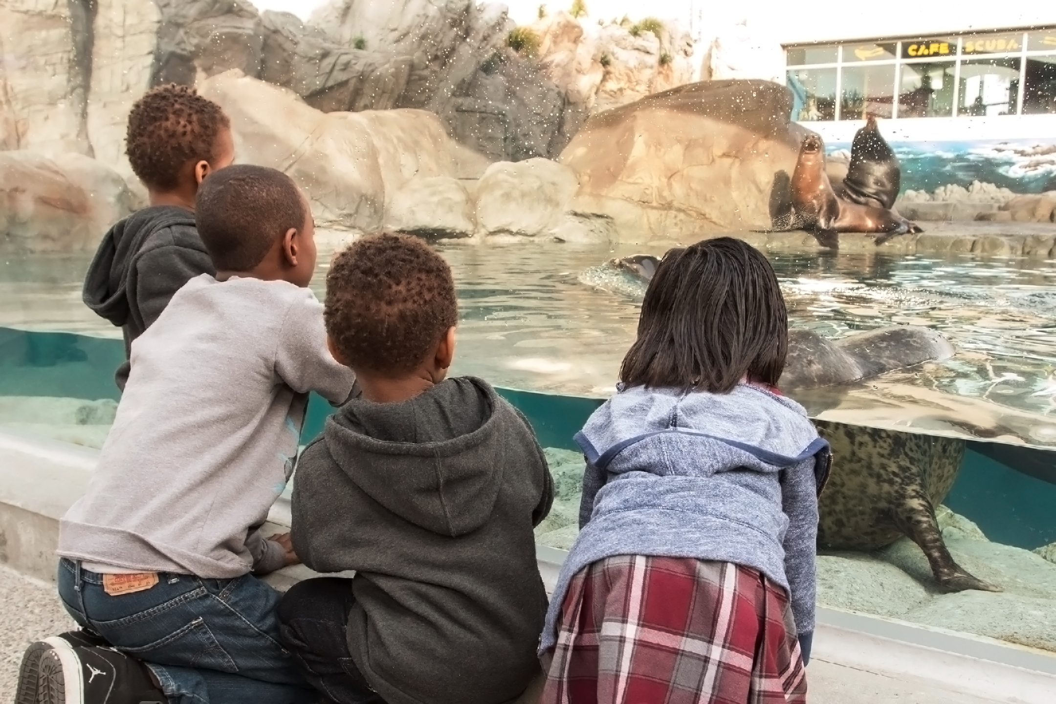 Children looking into sea lion exhibit