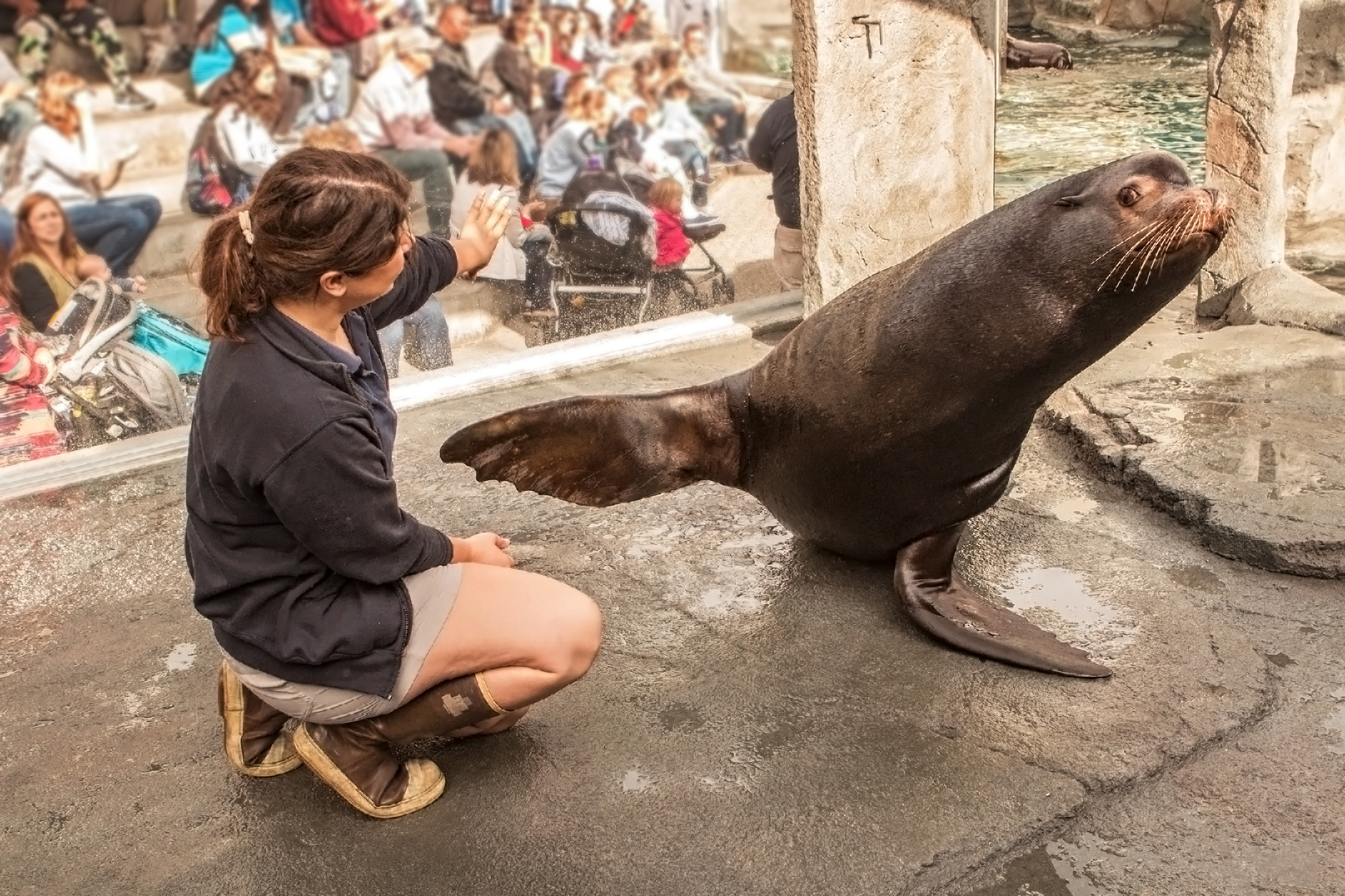 Sea lion with Aquarium staff in exhibit
