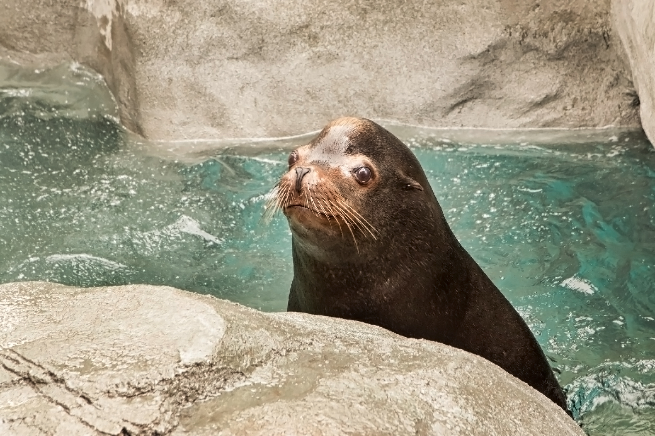 Sea lion coming out of water