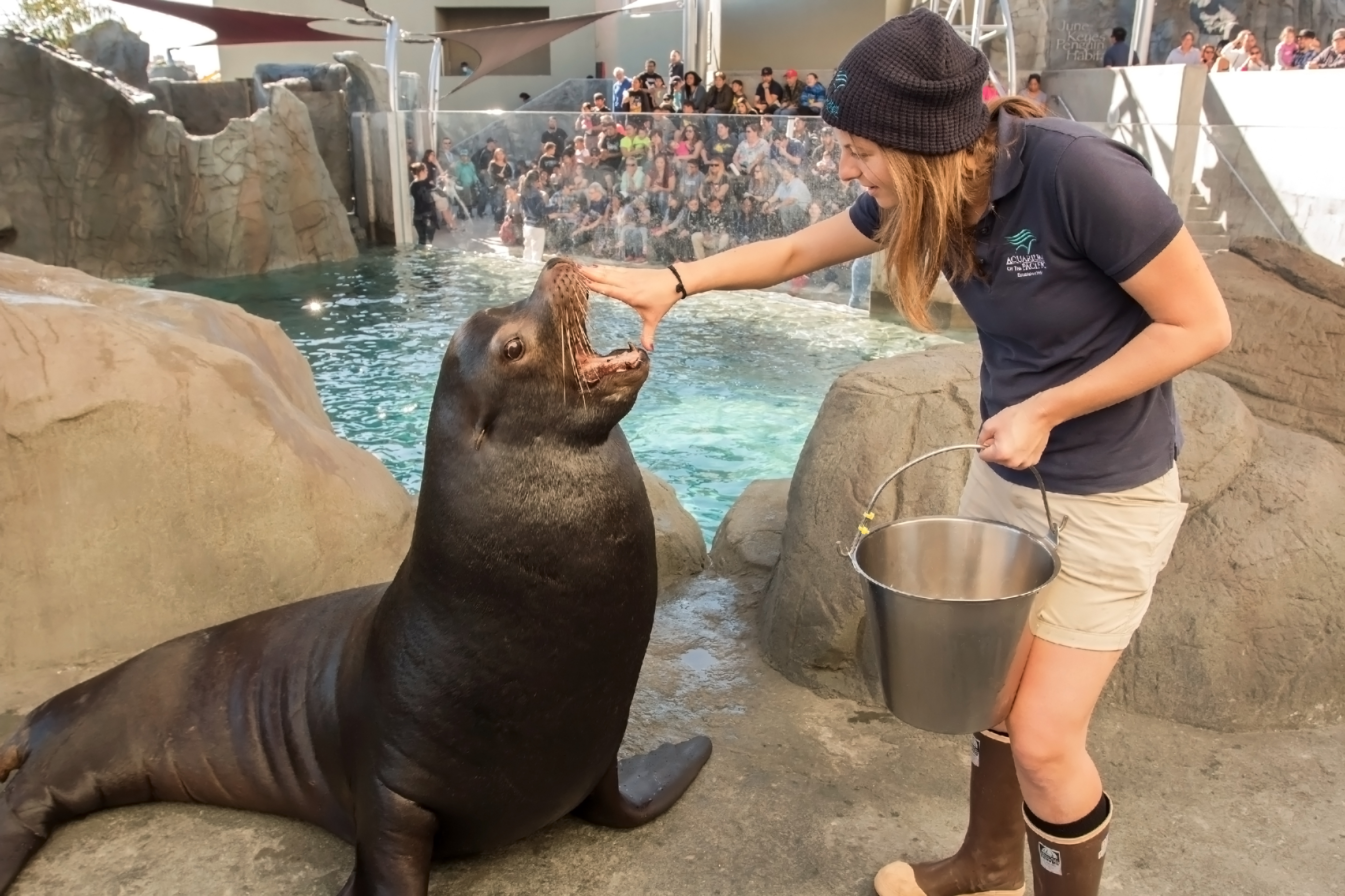 Aquarium staff inspecting sea lion mouth