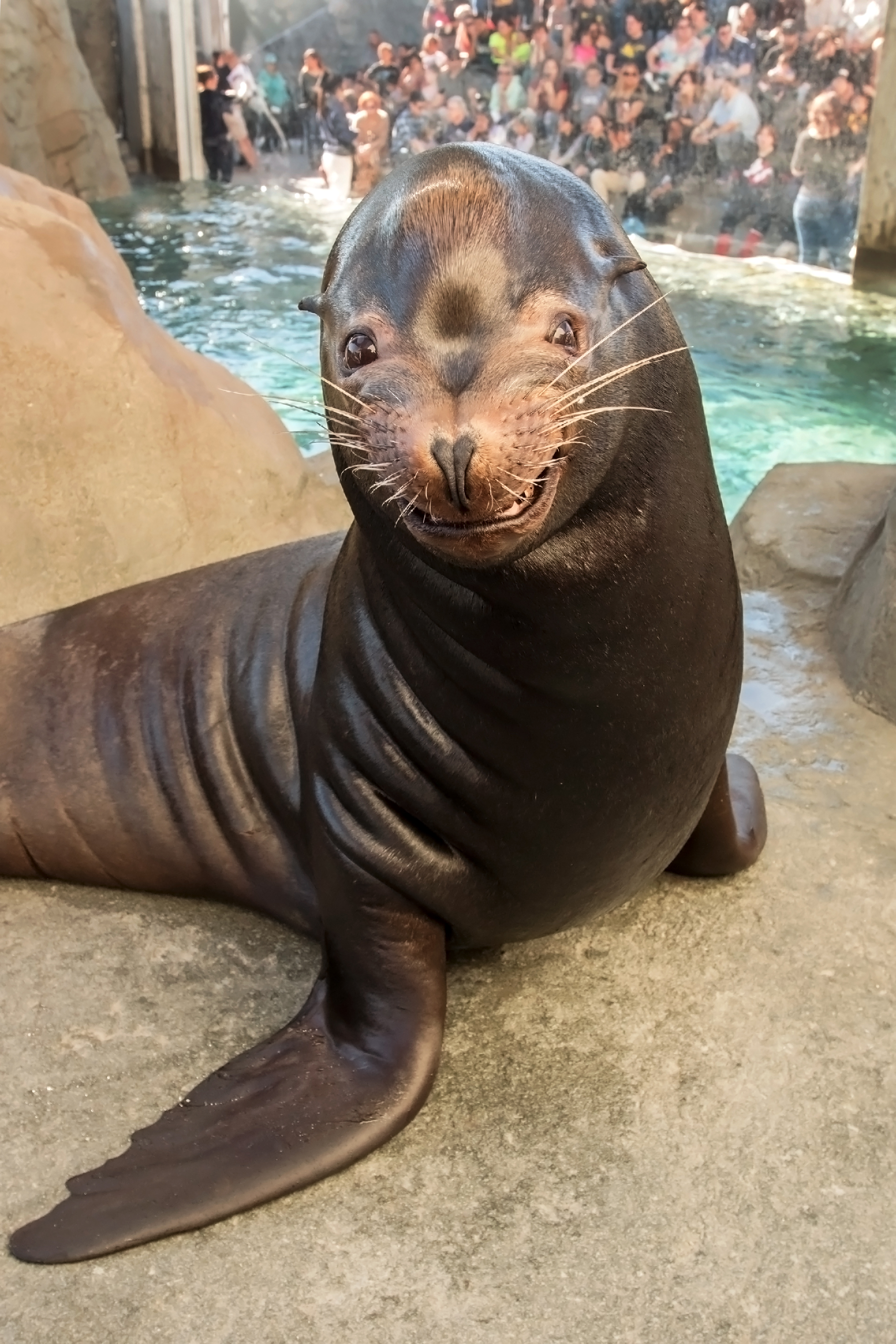 Sea lion smiling in exhibit