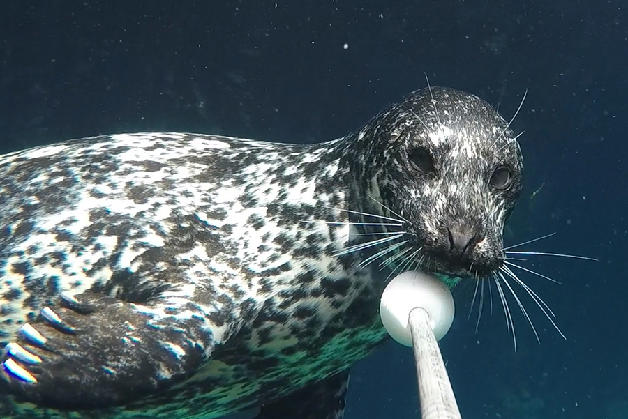 Shelby the harbor seal targets underwater