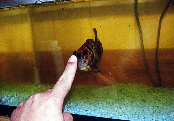 Finger on aquarium tank
