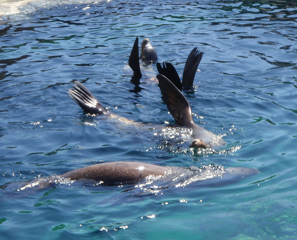 Three sea lions in the water with their flippers out of the water