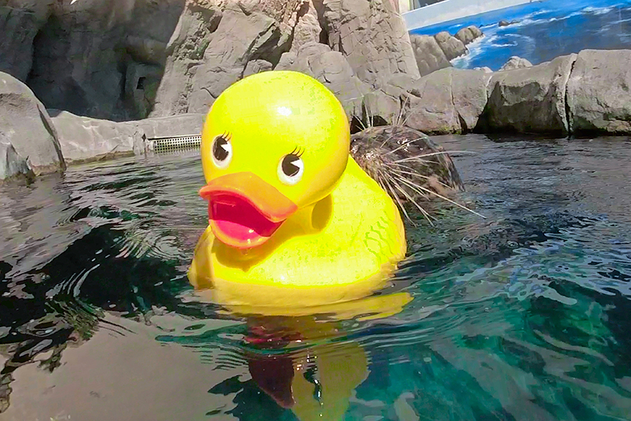 Troy the harbor seal retrieves a rubber ducky