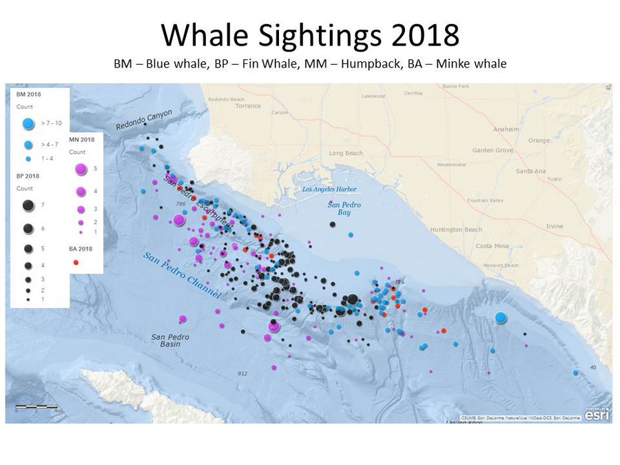 Whale sightings map of 2018 data
