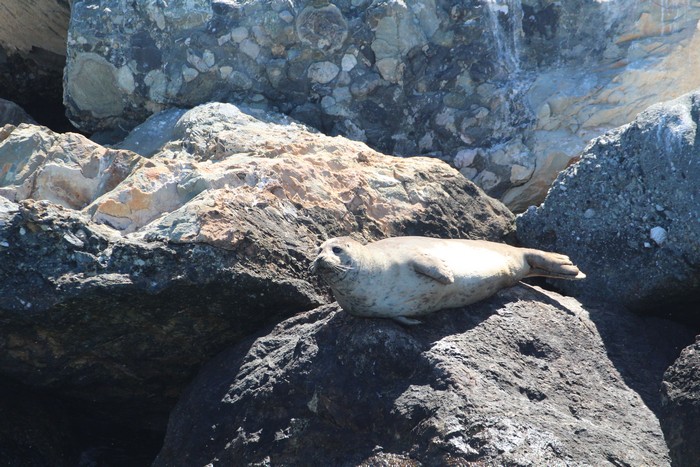 Harbor seal sitting on a rock