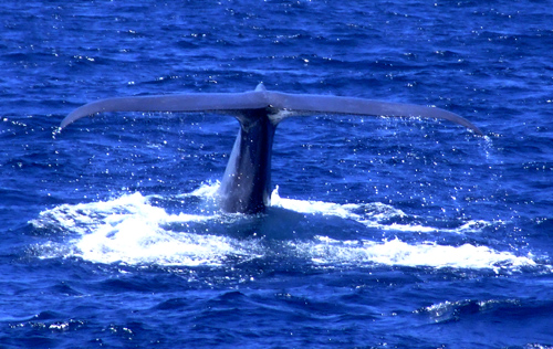 whale pictures. Blogs | BLUE WHALE FLUKE
