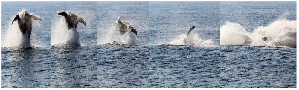 humpback whale breaching sequence