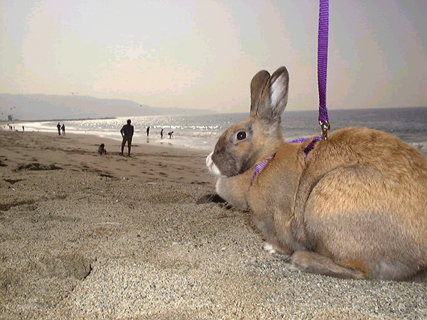 Buster the rabbit on a leash at the beach