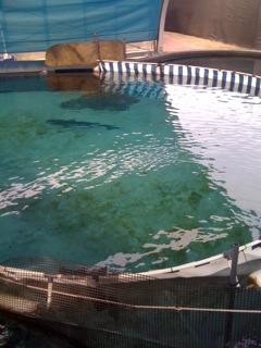 Shark Lagoon tank