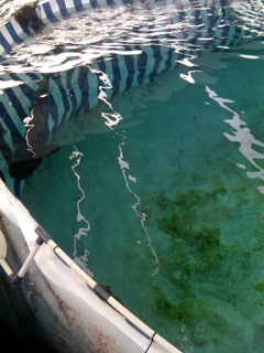 Tiger shark in Shark Lagoon tank