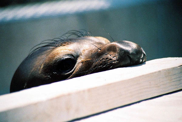 An elephant seal pup peers over the top of a wooden shelter