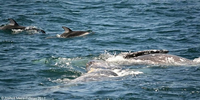 Gray whales and pacific white-sided dolphins