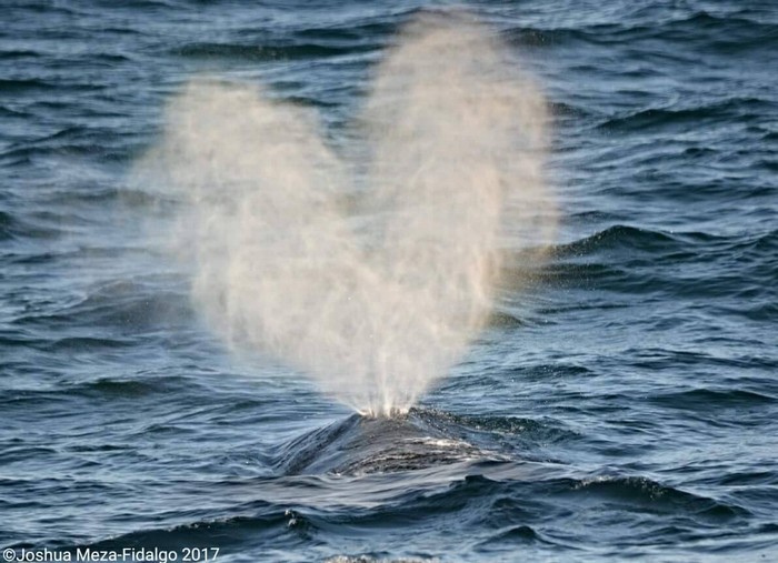 Gray whale blow