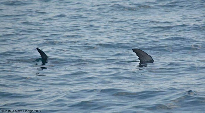 Swordfish dorsal fin and tail at surface