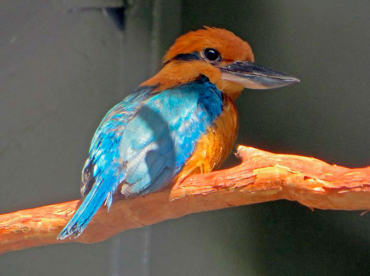 Kingfisher bird sitting on a branch