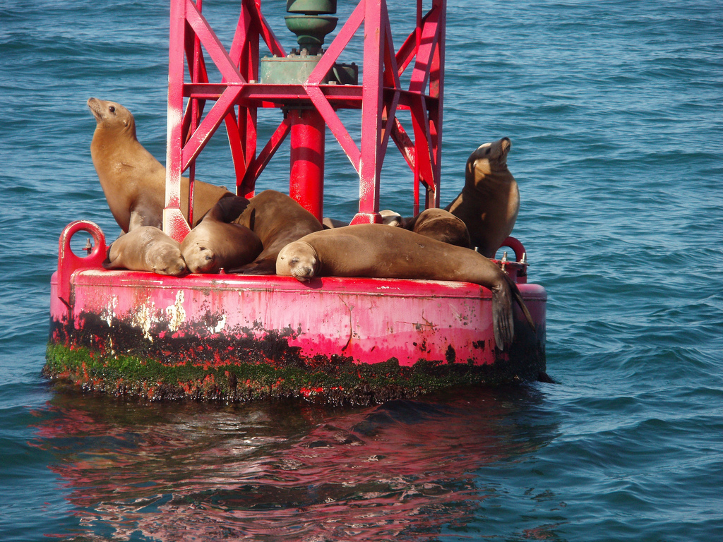 Sealions laying on a red bouy