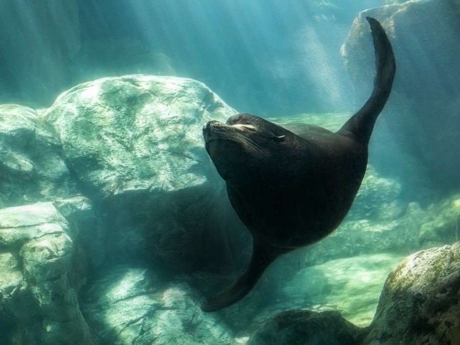 sea lion Parker swims gracefully with eyes closed