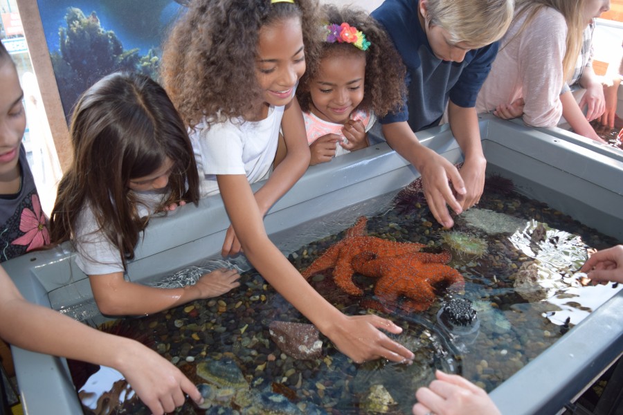 Kids at a tidepool touch tank