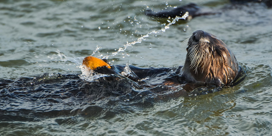 Sea otter breaking shell open at surface of water