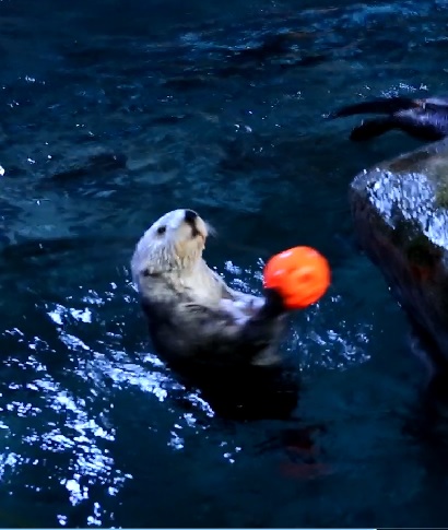 Sea otter holds orange ball