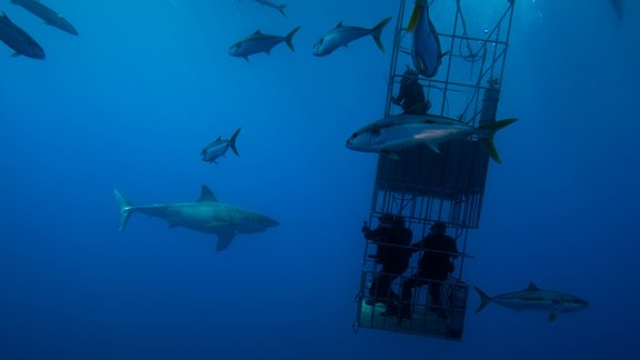 Kurtis in a cage diving with great white sharks